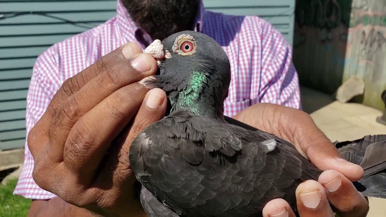 Black Diamond/AU Chicago/Black Power Strains