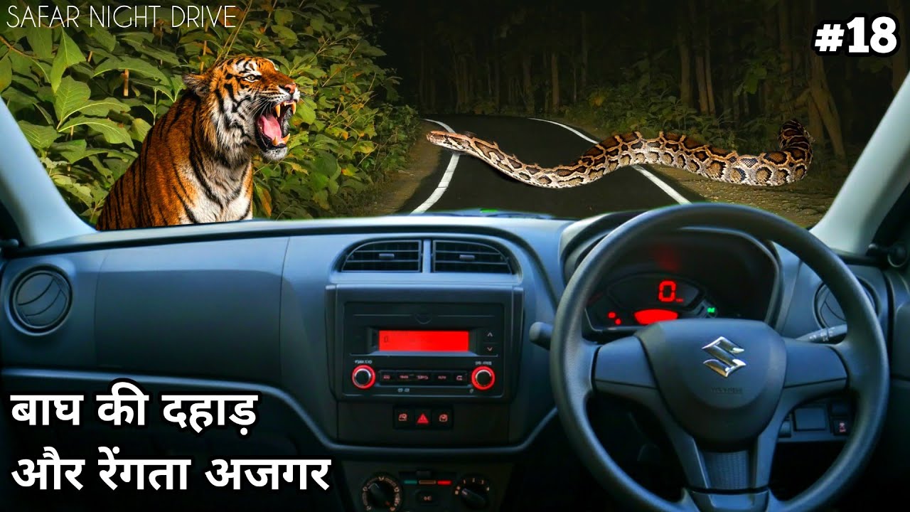 Safar Night Drive | Tiger Roar | Burmese Python At Night Drive | 4k video in hindi