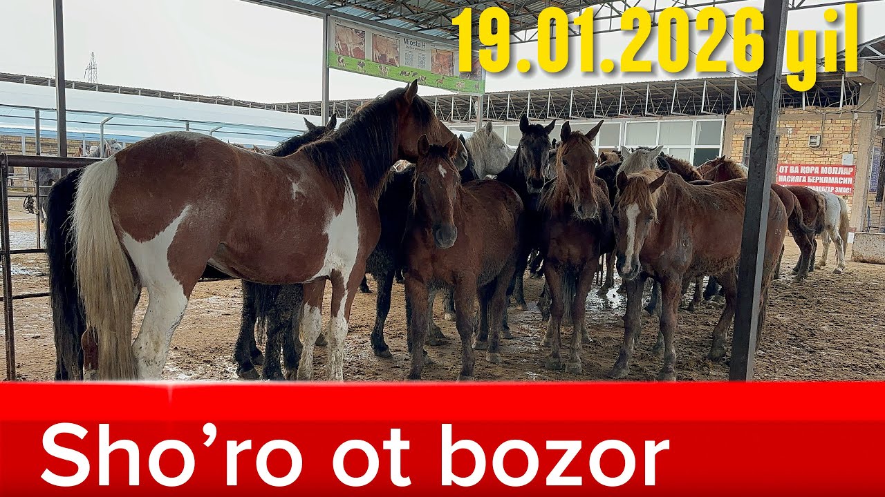 TOSHKENT VIL QIBRAY TUMANI SHO’RO OT BOZOR