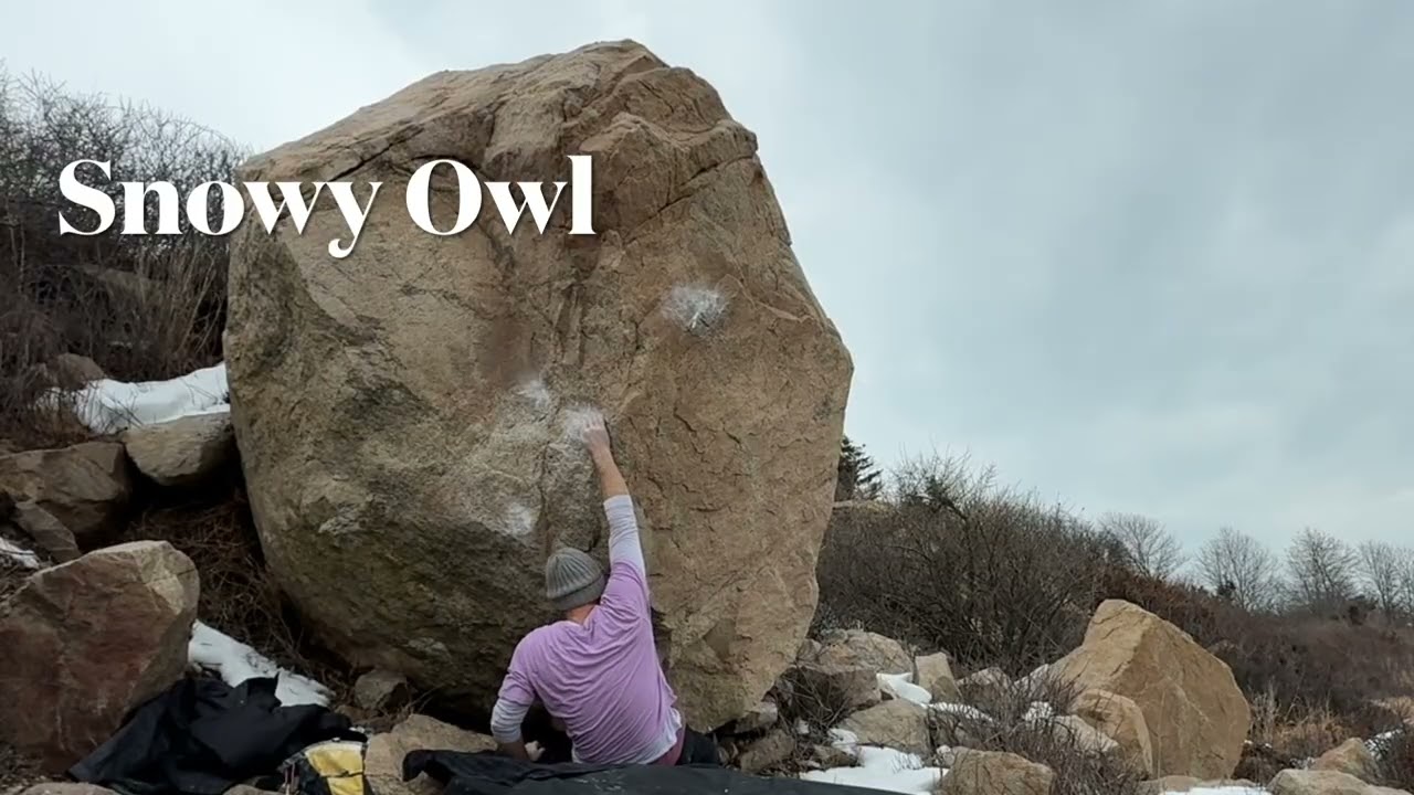 Snowy Owl 🦉 