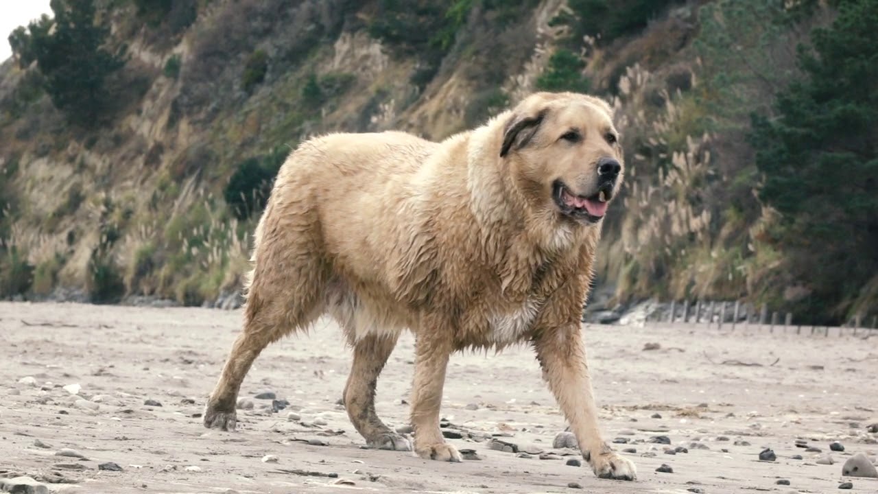 Dog walking in slow-motion