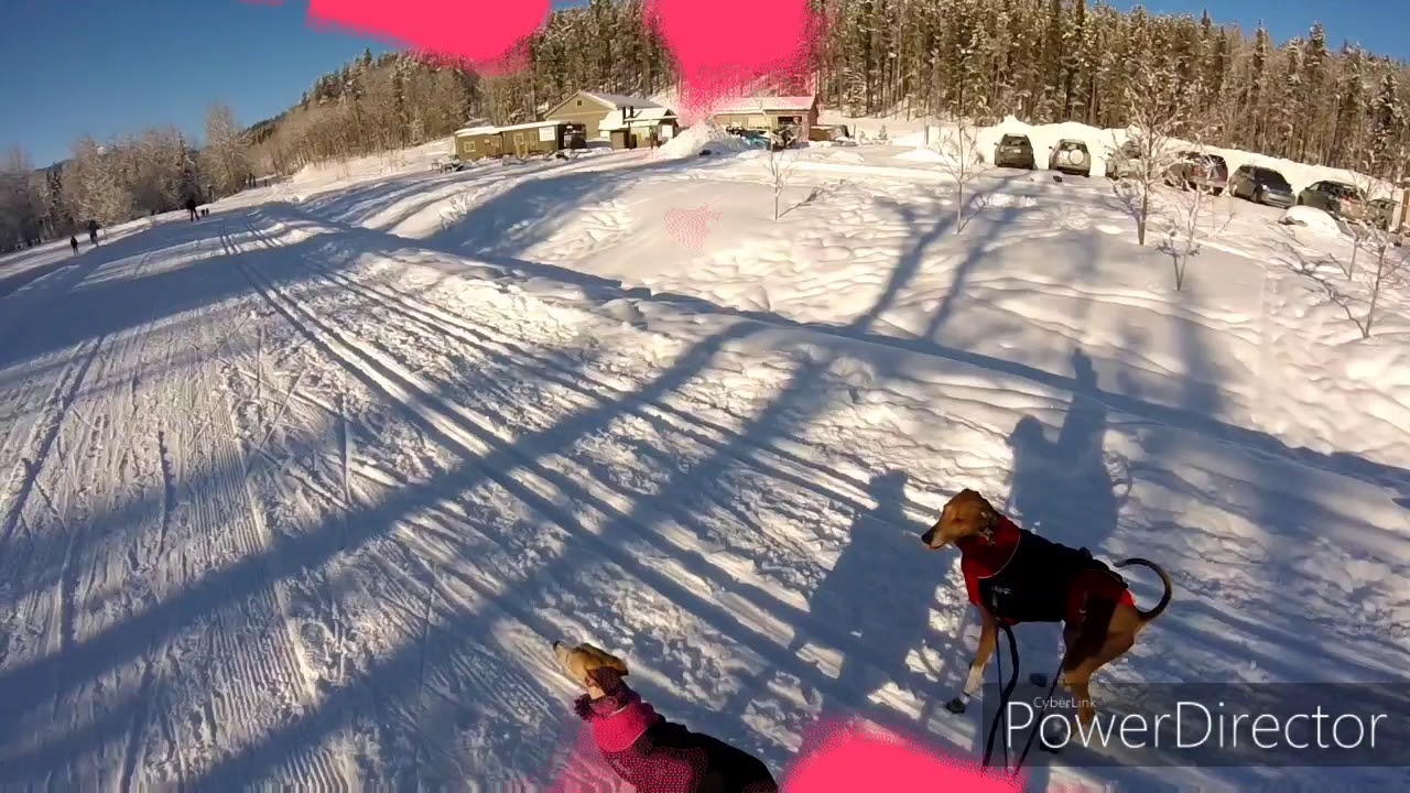 Skijoring Whippet & Azawakh