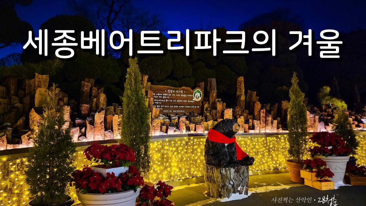 세종가볼만한곳 세종베어트리파크  겨울 야경(26년1월)