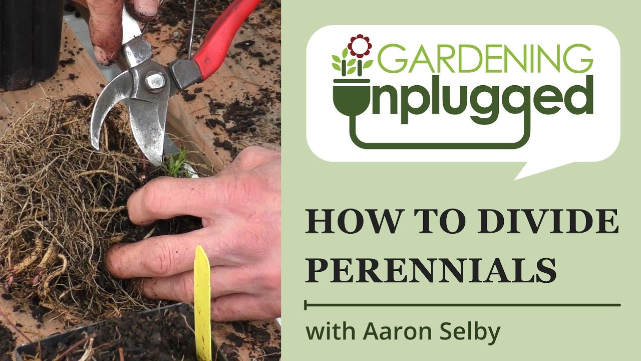 Gardening Unplugged - How to divide dormant perennials with Aaron Selby