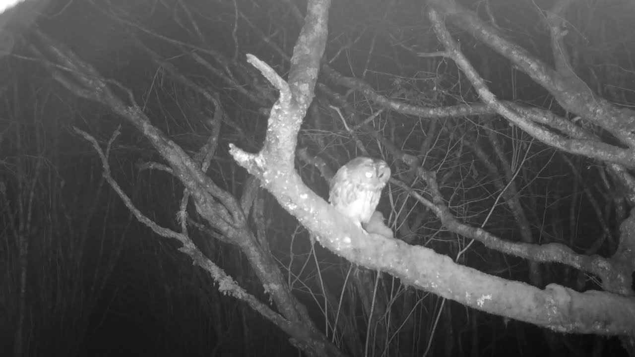 Amazing Tawny Owl on Trail Camera 🦉 | Quiet Nighttime Forest Visitor | Isle of Skye Wildlife
