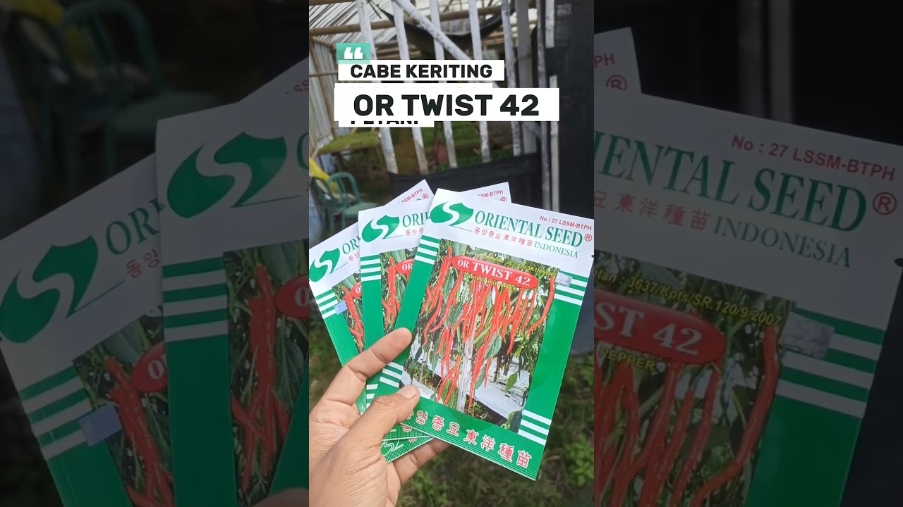 🔥CABE KERITING OR TWIST 42 ORIGINAL ORIENTAL SEED