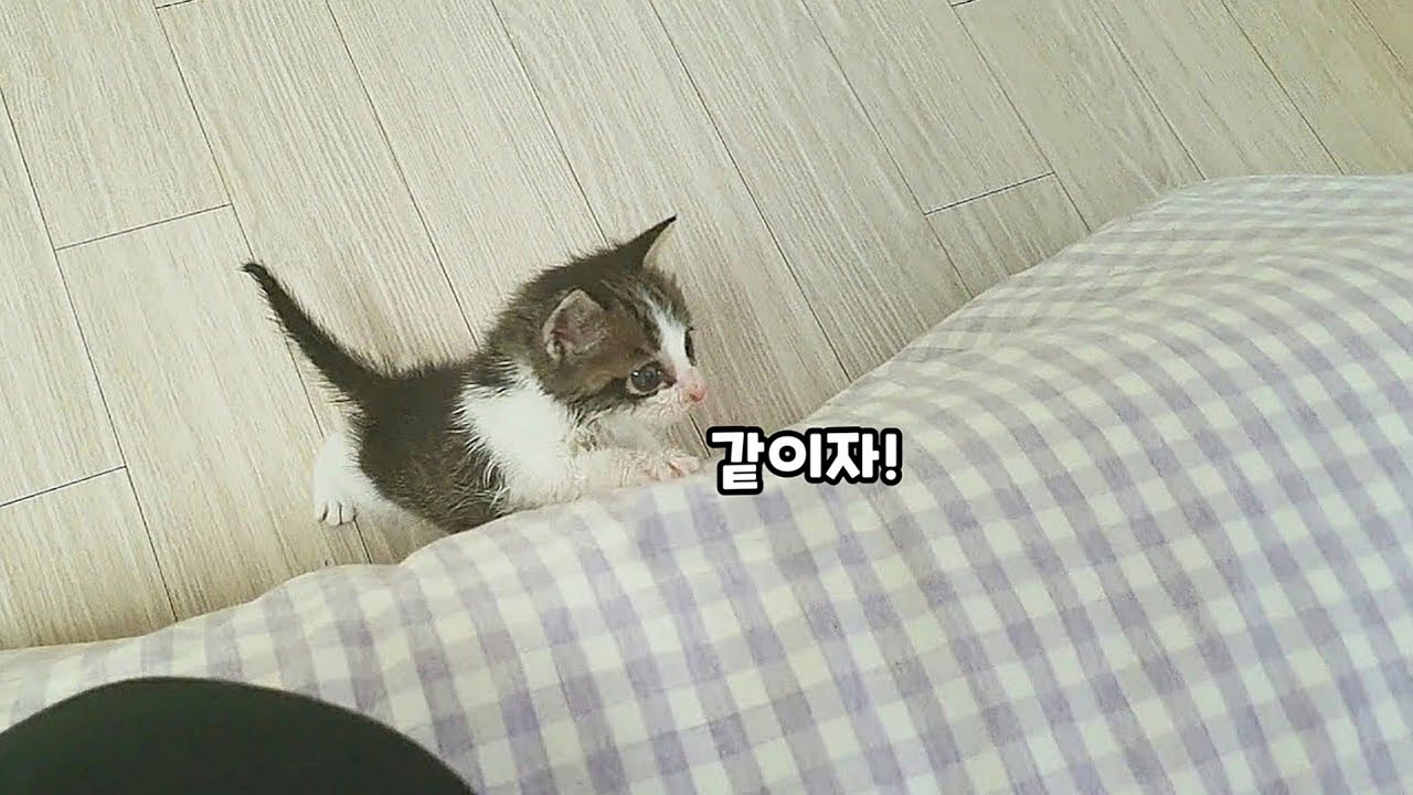 유기묘 보호소에서 아기고양이를 입양해 정성다해 키워놨더니 나에게 보여준 감동적인 행동