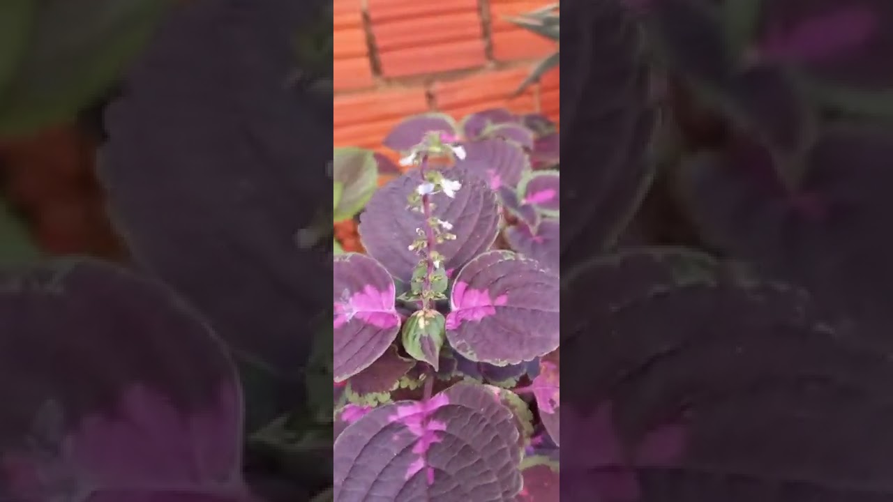 A IMPORT&Acirc;NCIA DE FAZER A REGA DE UMA PLANTA | COLEU.
