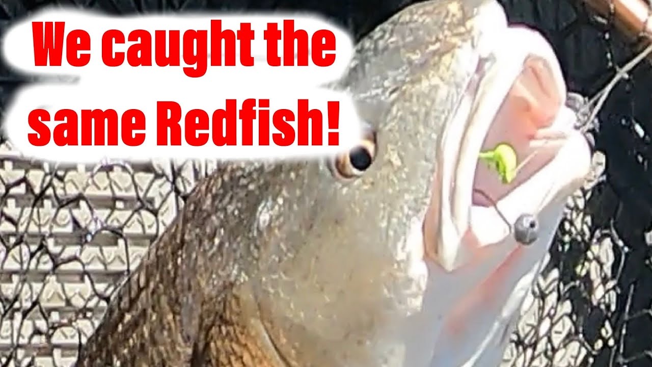 Redfish eats both baits and gets caught by two people! 