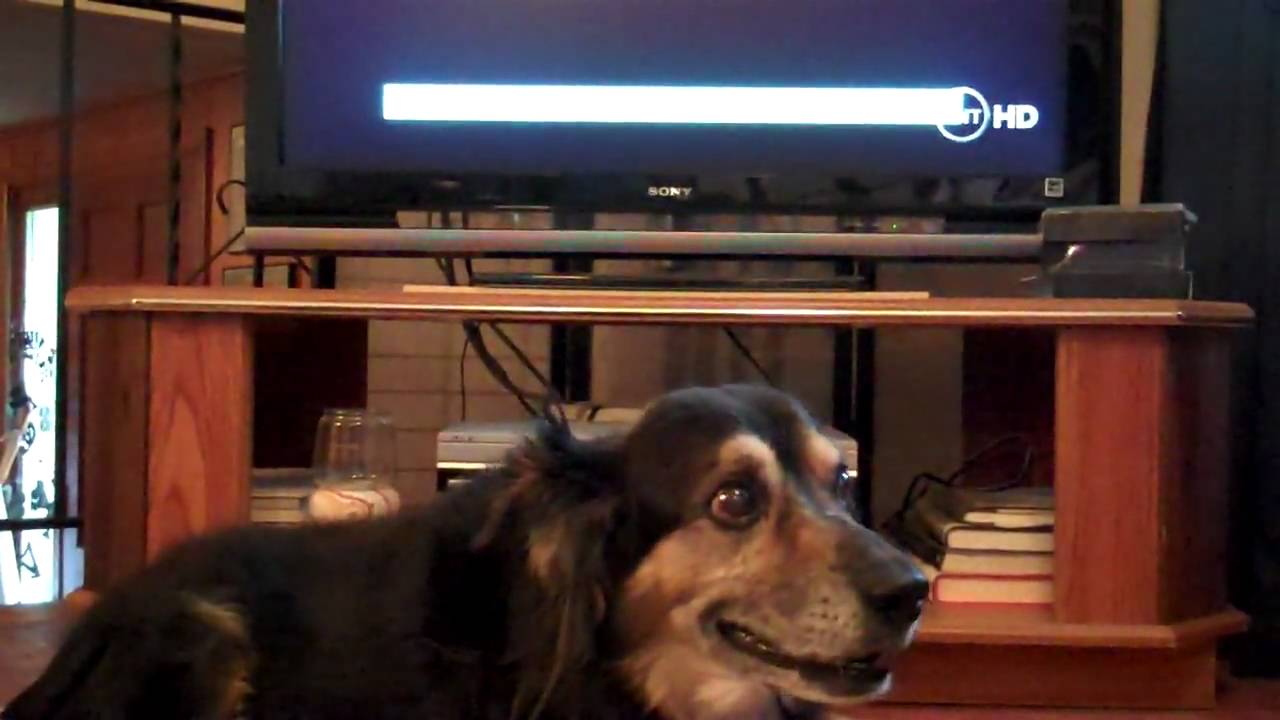 Dog sings theme song from 