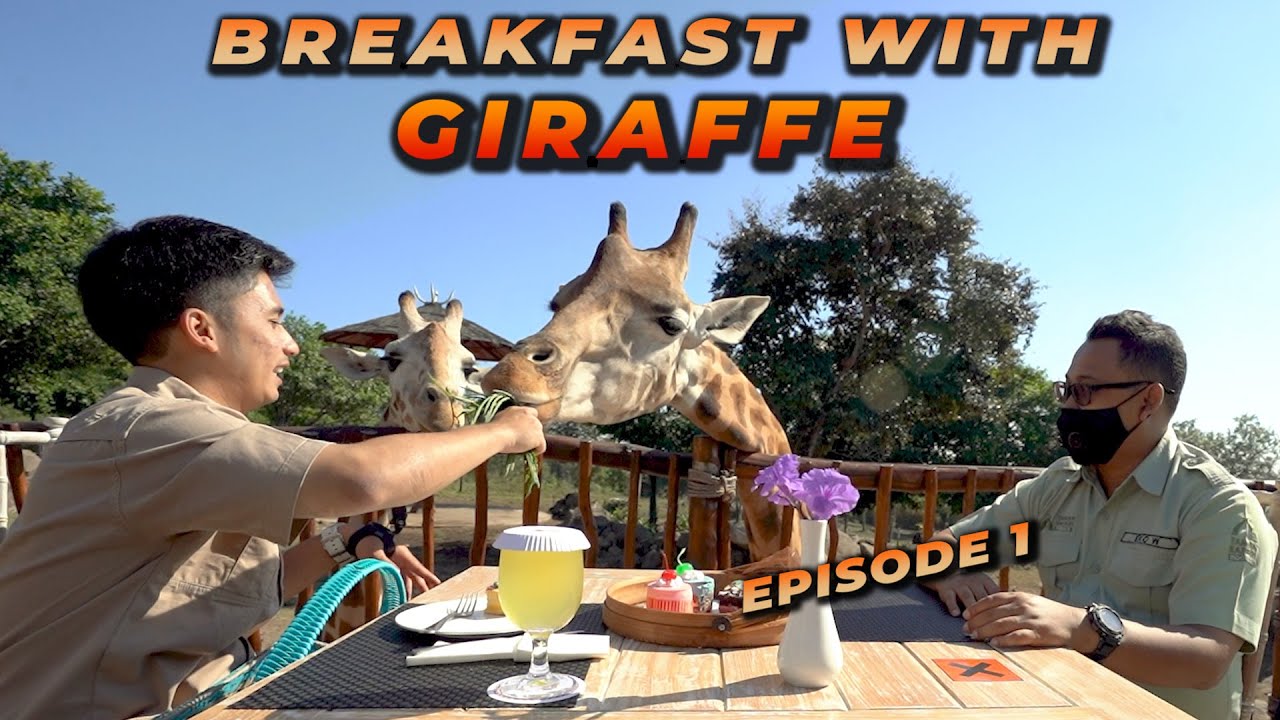 SATU SATUNYA DI ASIA ! BISA SARAPAN BARENG JERAPAH DI BAOBAB SAFARI RESORT !