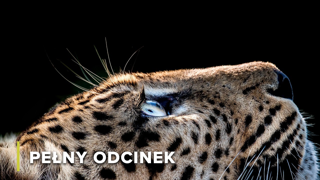 Nocna zmiana: Walka o przetrwanie starego lamparta | Łowcy Afryki 101