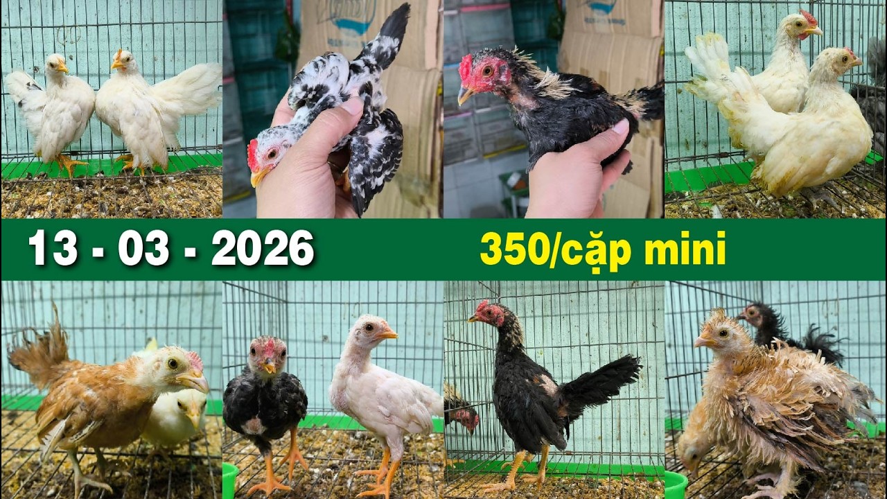 13.03.2026🔶Tre Bắc🔶Serama🔶Tre Thái🔶Gà Cảnh Mini