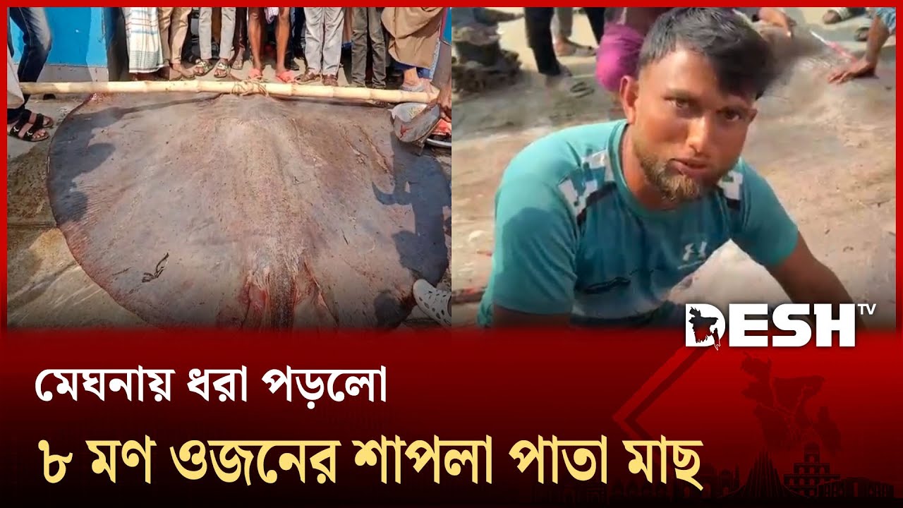 মেঘনায় জেলেদের জালে ধরা পড়লো ৮ মণ ওজনের শাপলা পাতা মাছ | Chandpur | Desh TV