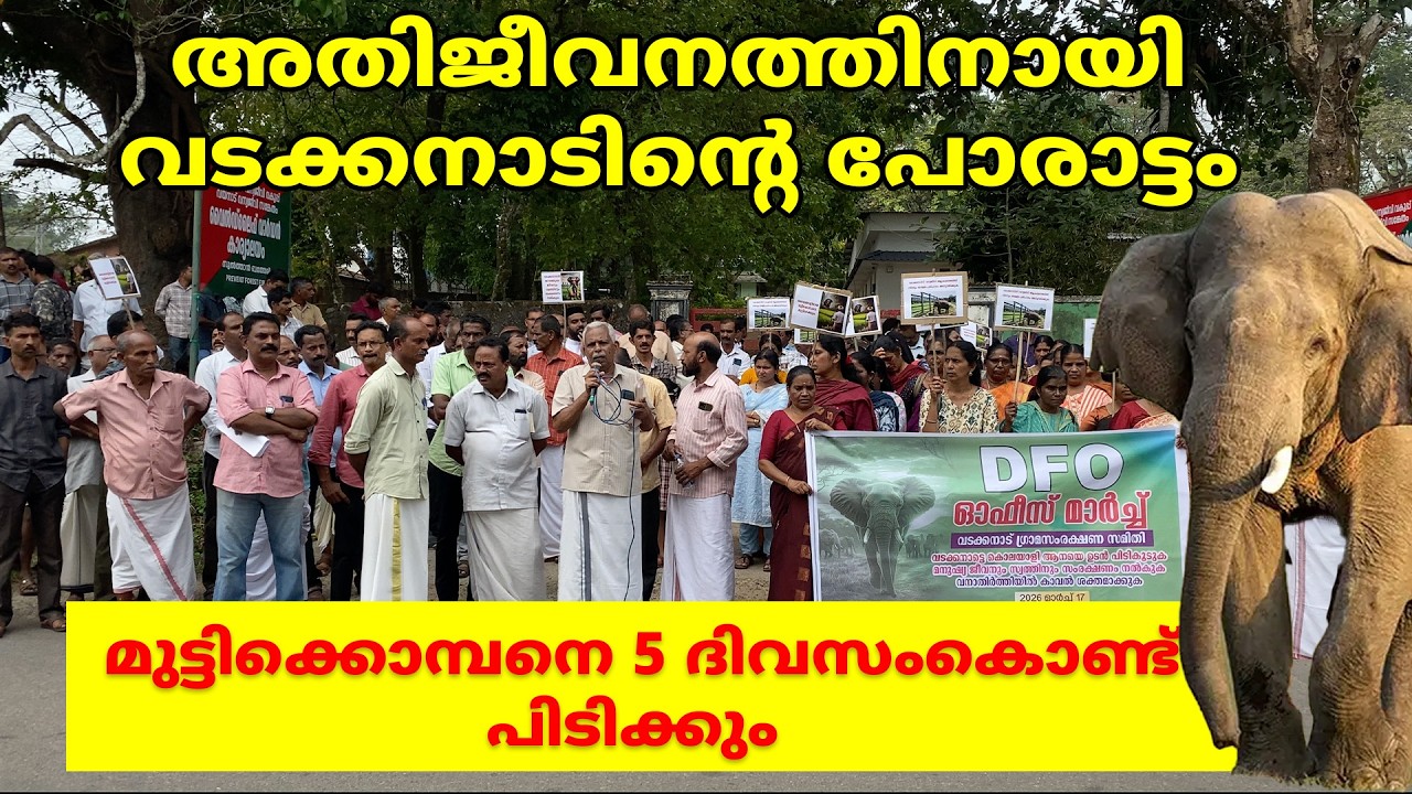 ഒരുമിച്ച് വടക്കനാട് , മുട്ടിക്കൊമ്പനെ ഒരച്ചകൊണ്ട് പിടിക്കും #elephant #forest #wayanad