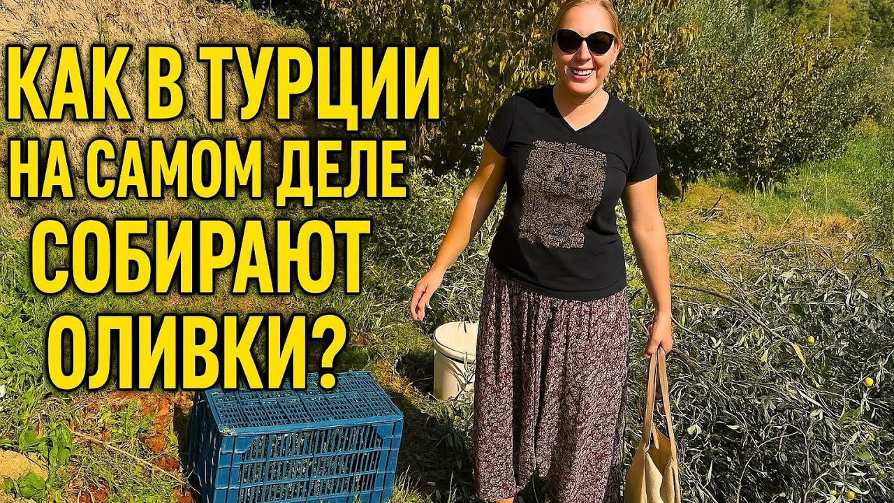 Сбор оливок в Турции: то, чего туристы не увидят никогда! Настоящая турецкая деревня