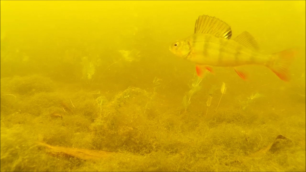 River Chelmer Underwater 3/7/17
