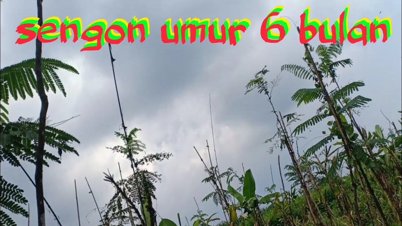 sengon umur 6 bulan | Albasia