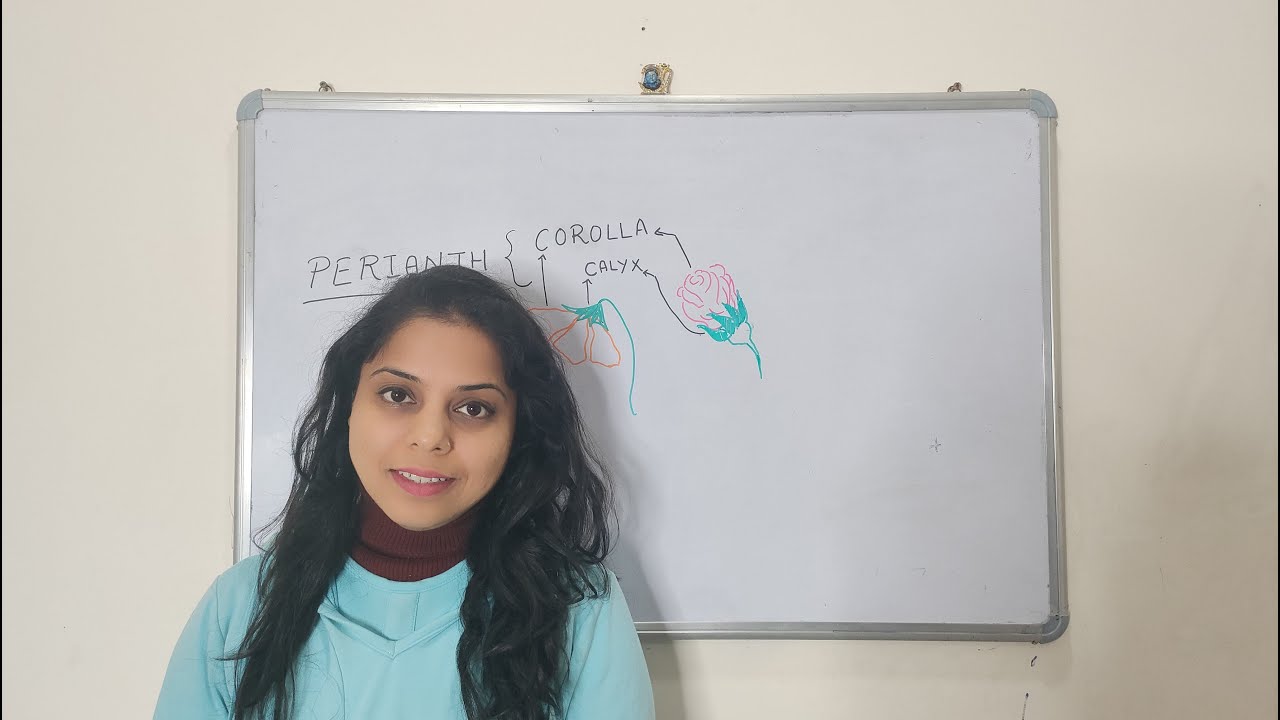 Perianth | Calyx Corolla | Whorls of flower | neet