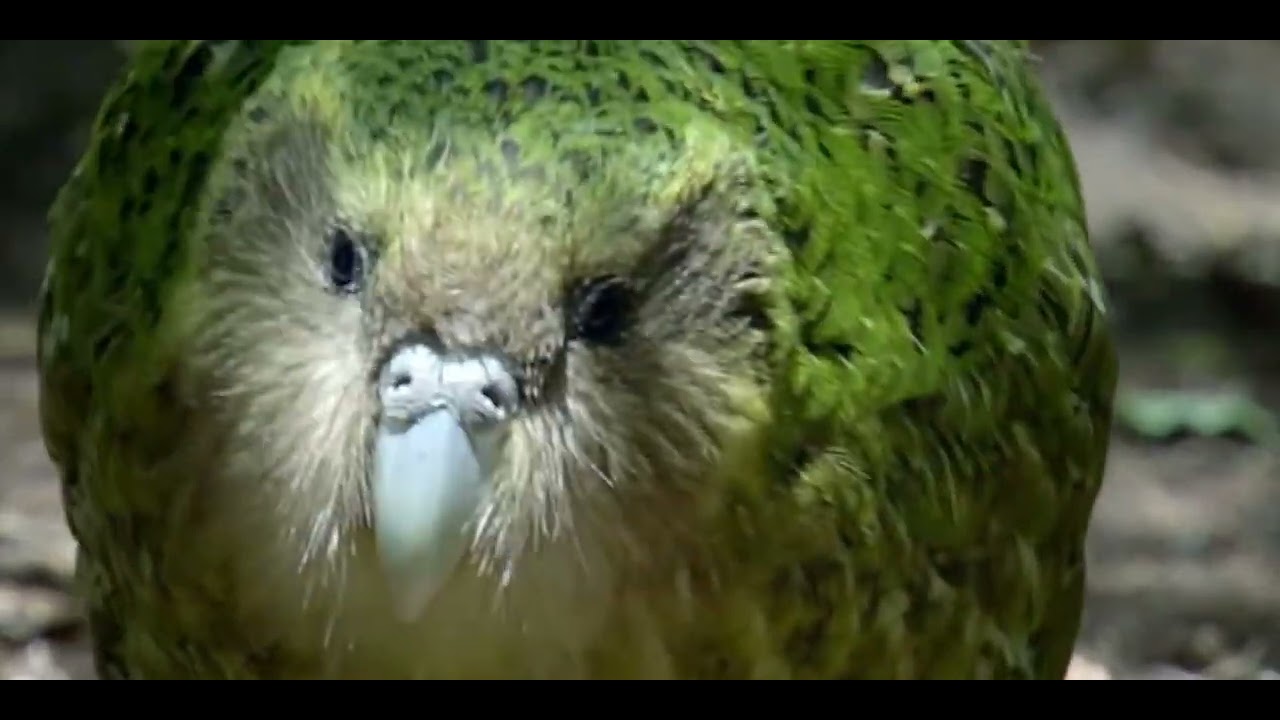 KAKAPO &ndash;&nbsp;THE OZONE FACTOR WEB SERIES