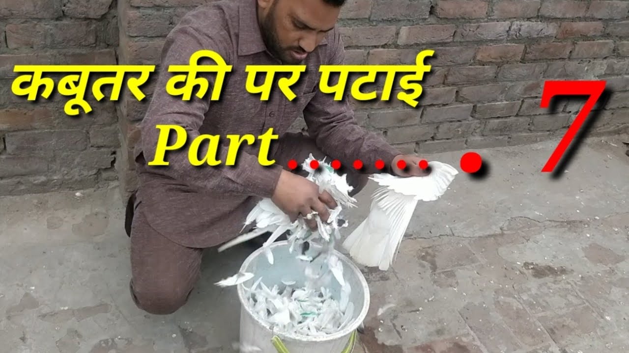 Kabutar ki par patai. part. 7. By PB 10 wala