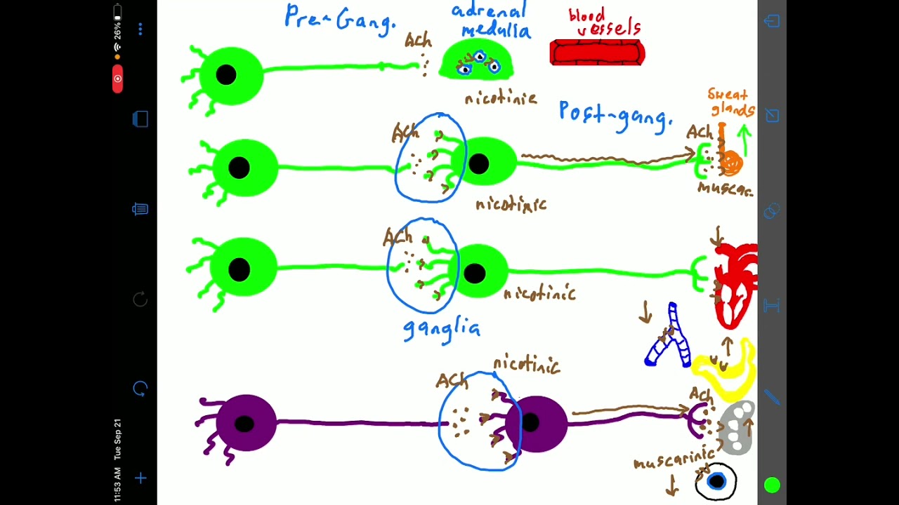 Overview of Autonomic Nervous System Basics