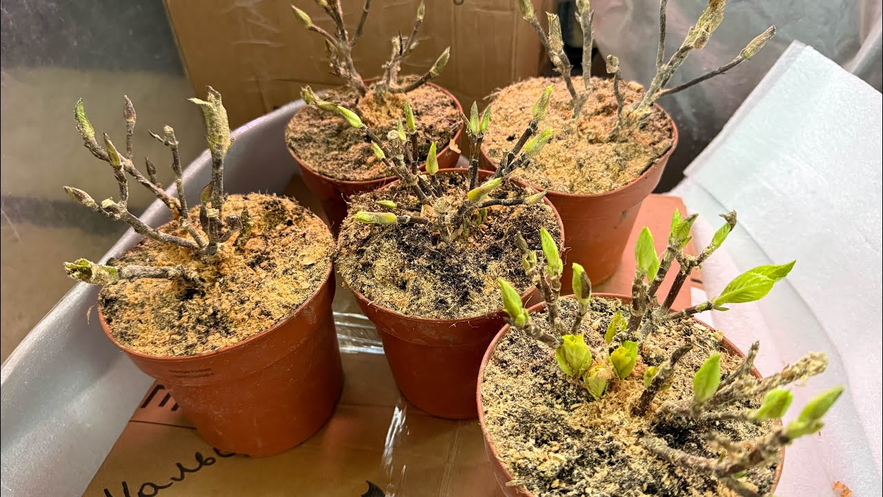 Распаковка п/ф крупнолистной ГОРТЕНЗИИ от Светланы Кучеровой, г. Белореченск🌲02.02.2026