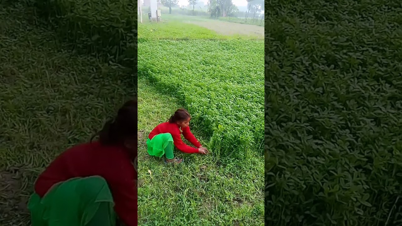 barsim ki kheti kaise karen barsim ki pahli katai kitne dino bad karni chahie #education #farmers