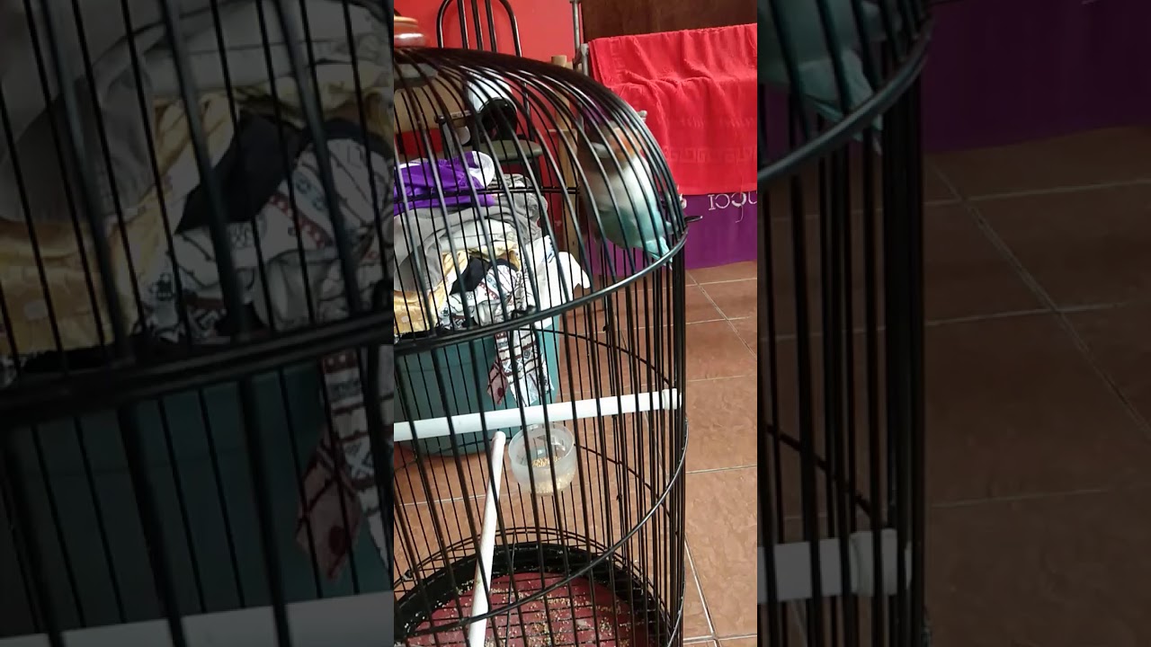dijamin langsung bunyi. pancingan lovebird balibu ngepak sayap