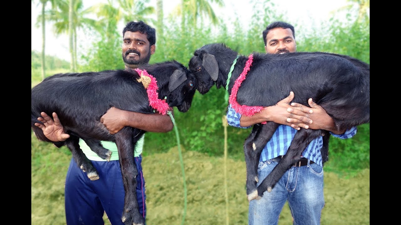 Cooking TWO FULL GOAT BIRYANI  | VILLAGE FOOD