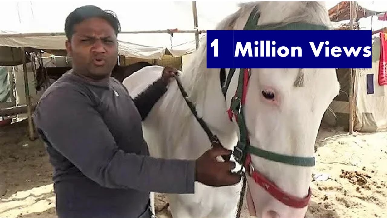 घोड़े की लगाम कैसे लगायें,कण्ट्रोल करें, कैसे चलायें घोड़े सवारी Horse Riding Training Video  विडियो
