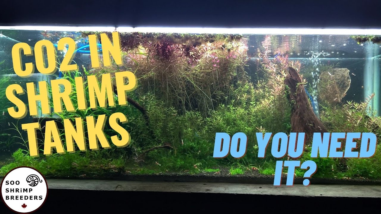 Shrimp Tanks and CO2
