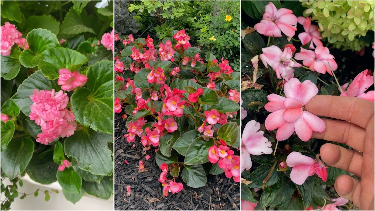 Three Pink Blooming Annuals that I Love! 💗💗💗
