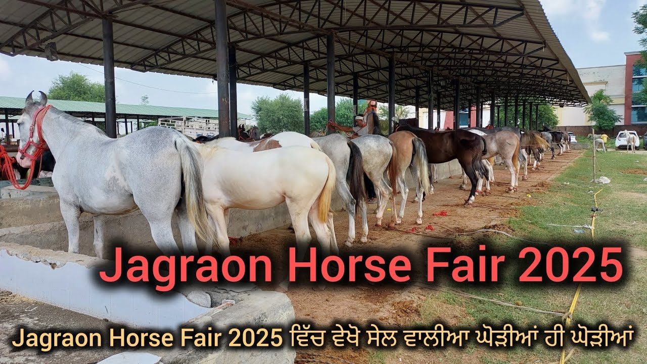 Jagraon Horse Fair 2025 U.P ਵਾਲਿਆ ਕੋਲ 21 ਘੋੜੀਆਂ ਵਸ਼ੇਰੀਆ ਸੇਲ ਆ ਚੰਗੇ ਕੱਦ ਕਾਠ ਦੀਆ