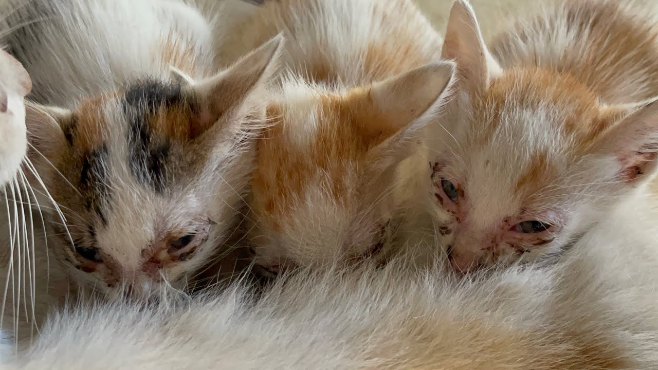 Little kittens that’s very decision mommy’s milk | LUCY Official 