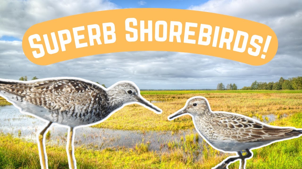 I Went Birding and Found Spectacular Southbound Shorebirds