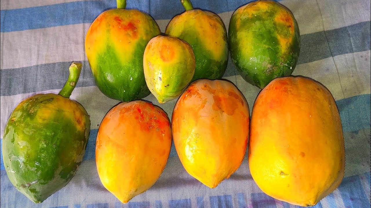 पपीते के पेड़ पर ही पके हुए ऑर्गेनिक पपीते Wow🌴👌💫🥰💐🌴😋 #papayatree #tranding #viral #vlog #ytshorts 