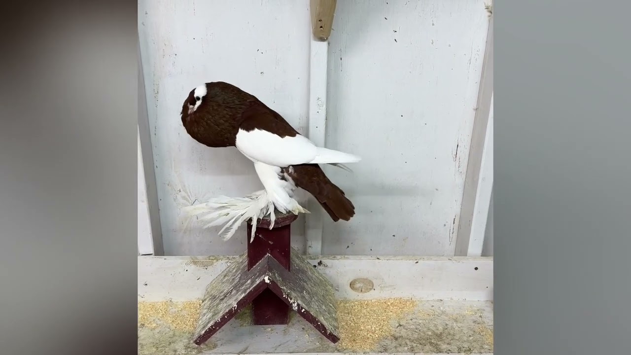 My birds journey from January to December 2024  😄