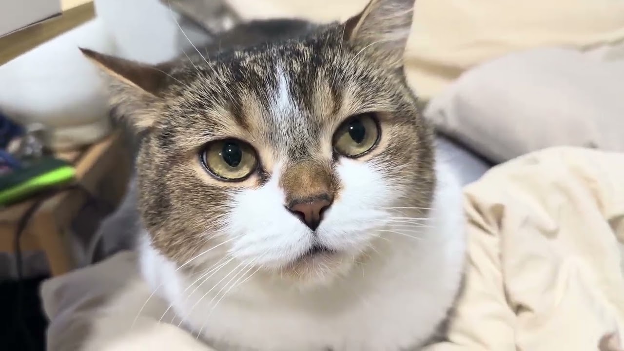 얼빡 영상