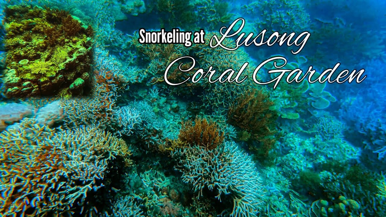 Coron, Palawan: Tour D Part 3 - Snorkeling at Lusong Coral Garden Virtual Tour 4k! April 2022