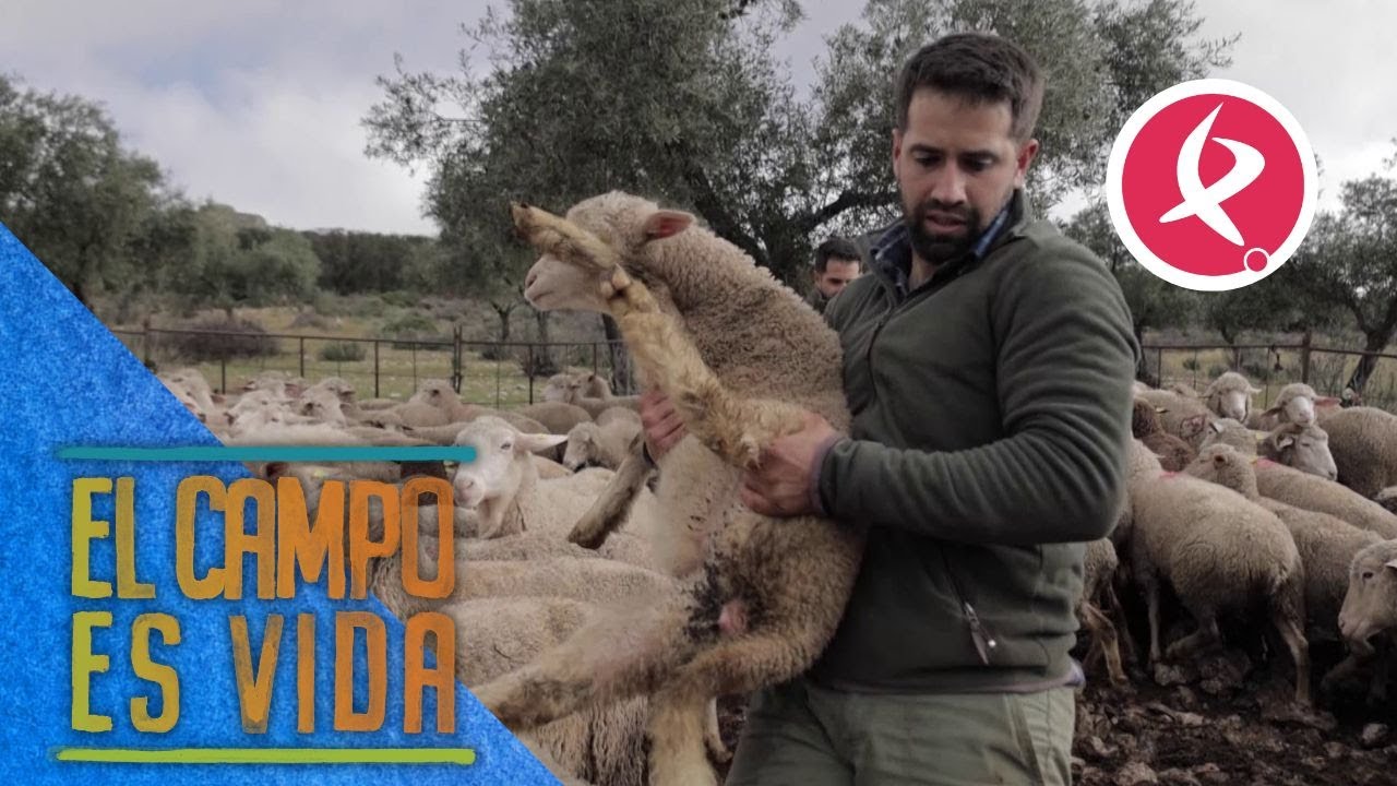 Los Mellis destetan a sus borregos  | El campo es vida