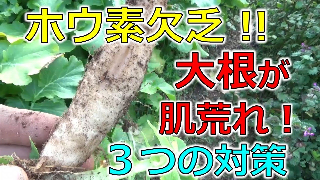 ホウ素欠乏！大根がヤバい！その３つの対策