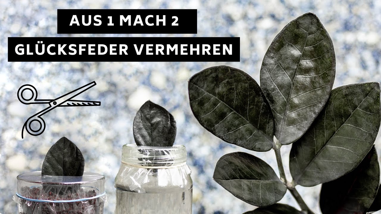 Aus 1 mach 2: Zamioculcas zamiifolia / ZZ Plant / Glücksfeder - Pflanzen einfach vermehren.