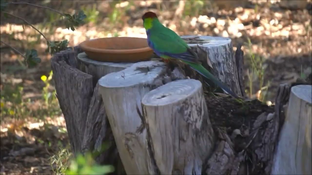 Red Capped Parrot