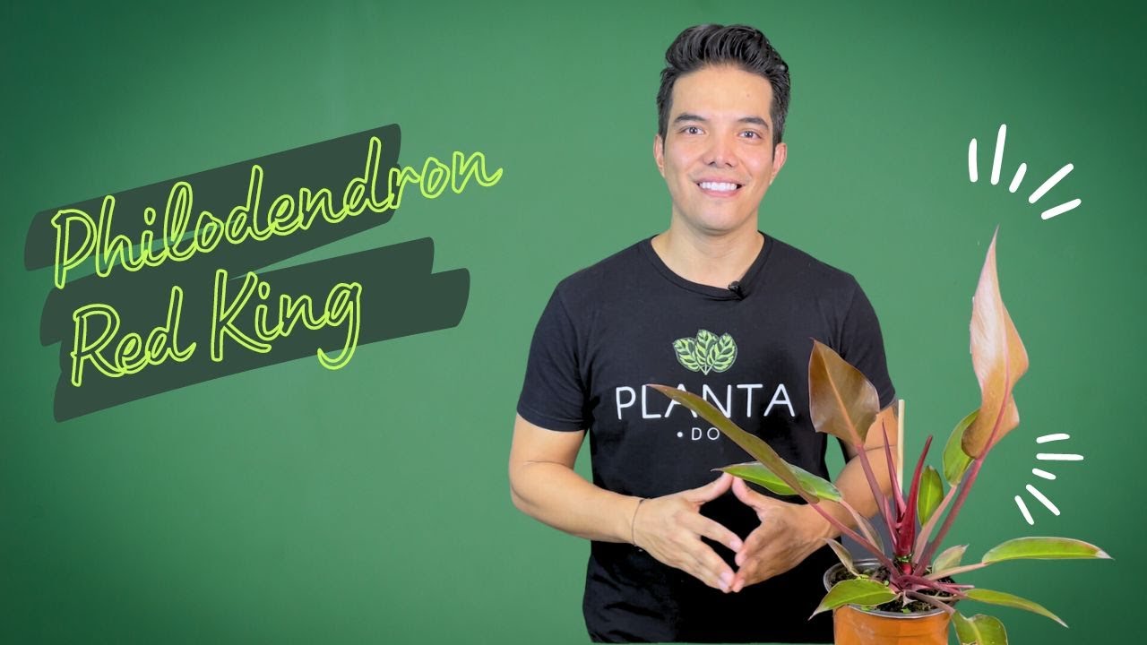 Philodendron Red King: Todo Lo Que Necesitas Saber