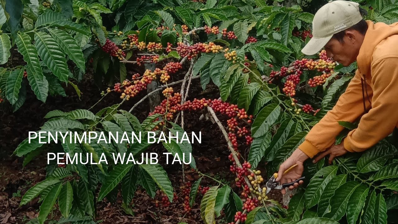 WAKTU PENYIMPANAN BAHAN KOPI SAMBUNG/STEK YG TEPAT