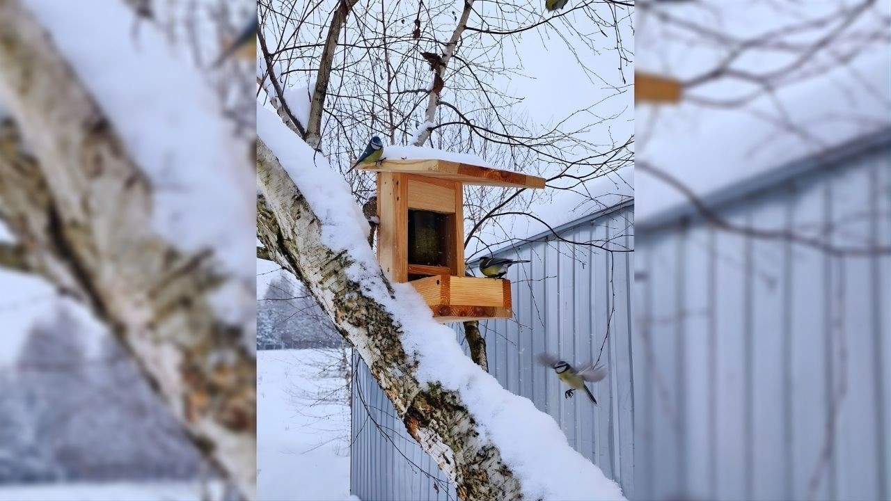 Nalot Wygłodniałych Sikorek na Karmnik ! 😅🐦 Zimowy Relaks! 🥶  