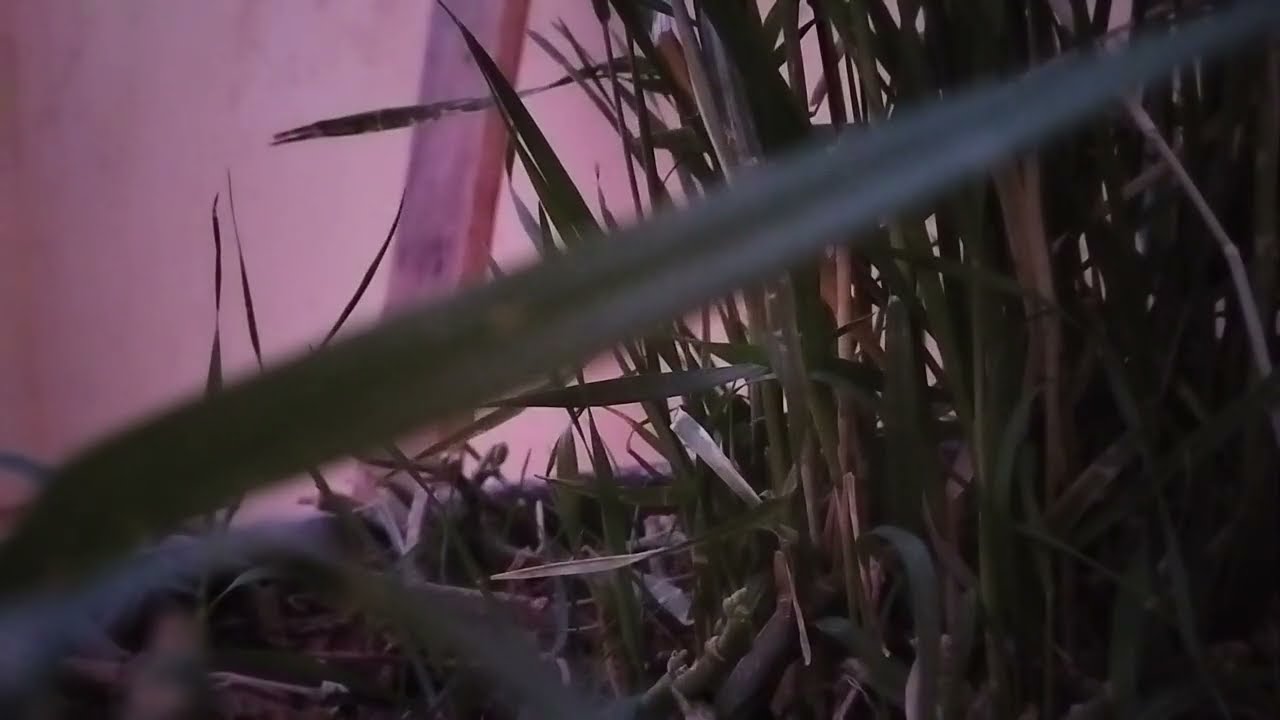   رويجل  دارني لعبة فاليد ديالو عيشني القهرة درت ليه فعايل شيطانية وريتو كيد النساء بقواعدو 
