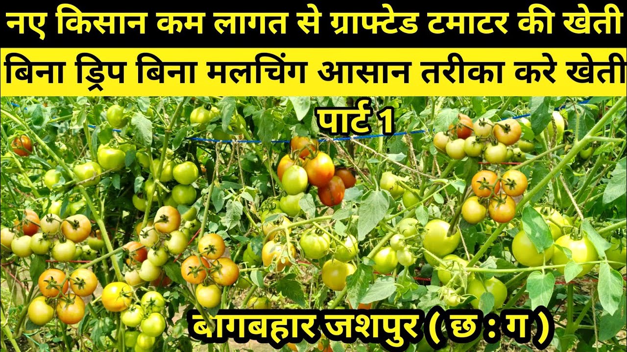 Bina Drip Bina Malching ग्राफ्टेड टमाटर की खेती 🍅 नए किसान करे आसान तरीका से खेती #tamatar_ki_kheti 
