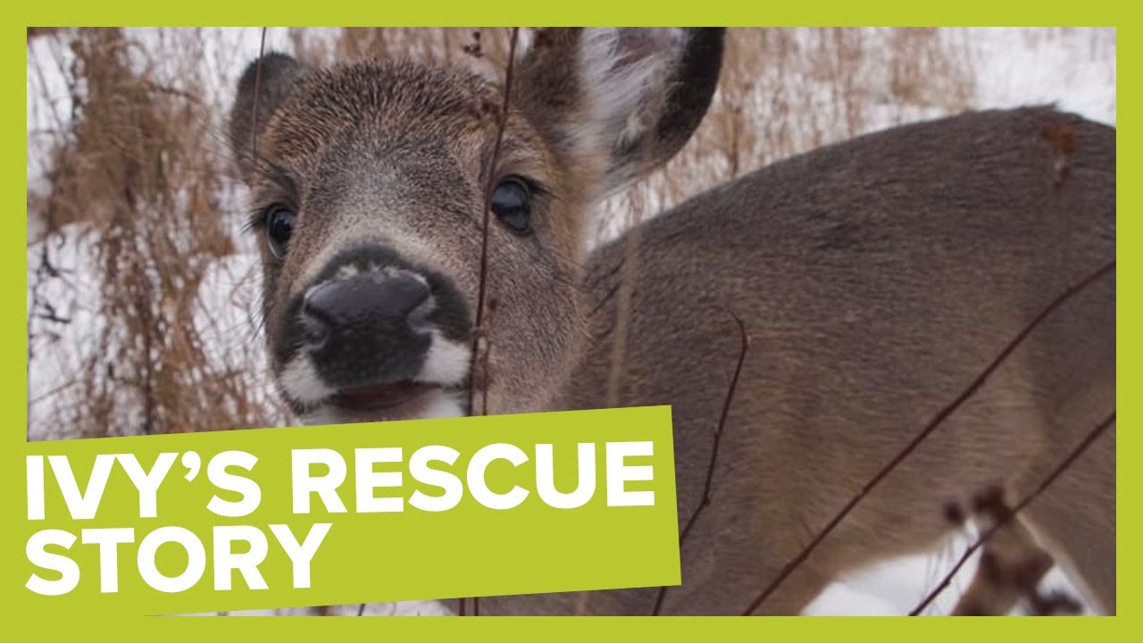 Ivy's Rescue Story: This Abandoned Baby Deer Survived Thanks to A Family of Campers